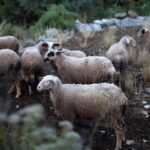 ΥΠΑΑΤ: Καταβλήθηκαν στις Περιφέρειες 2,4 εκατ. ευρώ για την αντιμετώπιση της ευλογιάς των προβάτων