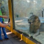 Βραζιλία: Λιοντάρι κατασπάραξε 19χρονο σε ζωολογικό κήπο μπροστά στους έντρομους επισκέπτες