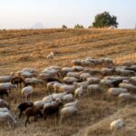 Αυστηρά μέτρα και εντατικοί έλεγχοι για την ευλογιά των αιγοπροβάτων: Καμία χαλάρωση στις γιορτές