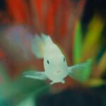 Ανακαλύφθηκε ψάρι στο μέγεθος… νυχιού – Διαθέτει όργανο άγνωστο στην επιστήμη