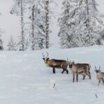 Σουηδία: Δύο νεκροί και χιλιάδες νοικοκυριά χωρίς ρεύμα από την καταιγίδα Γιοχάνες