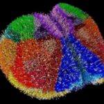 Υπερυπολογιστής δημιούργησε ένα από τα πιο ολοκληρωμένα μοντέλα εγκεφάλου για μελέτη