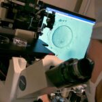 Γιατί οι δωρητές σπέρματος έχουν εκατοντάδες παιδιά – To «σπέρμα των Βίκινγκ» και οι κίνδυνοι