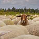 Ευλογιά αιγοπροβάτων: Στη φυλακή ο συλληφθείς για εισαγωγή απαγορευμένων εμβολίων από την Τουρκία