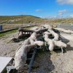 Μυτιλήνη: «Ξαναζεί» ένα δένδρο ηλικίας 18 εκατομμυρίων ετών