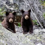 Μικρές αρκούδες κάνουν «τραμπάλα» με κλαδί σε ζωολογικό κήπο της Νέας Υόρκης