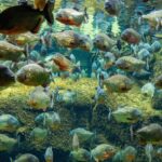 Νεκρό δίχρονο κορίτσι στον Αμαζόνιο από επίθεση πιράνχας