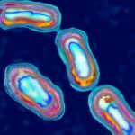 Μία ηφαιστειακή έκρηξη προκάλεσε τη μαύρη πανώλη, αποκαλύπτει νέα έρευνα