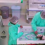 Για πρώτη φορά εκτός θερμοκοιτίδας το πρώτο μωρό πάντα της Ινδονησίας