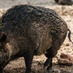 Κυνηγός δέχθηκε επίθεση από αγριογούρουνο στην Καστοριά