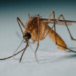 Γιατί έχουμε κουνούπια στην Ελλάδα και τον χειμώνα: Η κλιματική αλλαγή και ο ιός του Δυτικού Νείλου