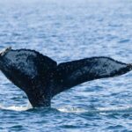 Πιθανώς τραυματισμένη η φάλαινα του Παγασητικού – «Σπάνιο είδος στις ελληνικές θάλασσες»