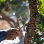 Συμφωνία ΕΕ – Mercosur: Πώς προστατεύονται τα ελληνικά προϊόντα – Δικλείδες υπέρ των παραγωγών