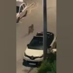 Λύκος περπατάει ανάμεσα σε σπίτια στο Χαϊδάρι: Οδηγίες του Δήμου προς τους πολίτες