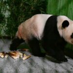 Έφτασαν στην Κίνα τα δίδυμα πάντα Σιάο Σιάο και Λέι Λέι – Οι πρώτες φωτογραφίες τους