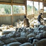 Παρατείνονται εκ νέου τα προληπτικά μέτρα για την ευλογιά των αιγοπροβάτων στην Κρήτη