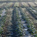 ΕΛΓΑ: Πληρωμές 6,4 εκατ. ευρώ για τις καλλιέργειες που επλήγησαν από τον παγετό του 2025