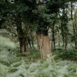 Σε ανακύκλωση των φυσικών χριστουγεννιάτικων δέντρων προχωρά ο Δήμος Θεσσαλονίκης