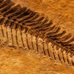 Νέα είδη ζώων που επέζησαν πριν από μισό δισεκατομμύριο χρόνια βρέθηκαν σε λατομείο στην Κίνα