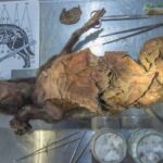 Το τελευταίο γεύμα ενός προϊστορικού λυκόπουλου ξαναγράφει την ιστορία των μαλλιαρών ρινόκερων