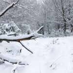 Σοβαρά προβλήματα στη Φθιώτιδα λόγω κακοκαιρίας: Χωρίς ρεύμα περιοχές – Χιόνια στην Ευρυτανία