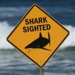 Τρίτη επίθεση καρχαρία μέσα σε δύο ημέρες στην Αυστραλία – Σε κρίσιμη κατάσταση 20χρονος
