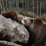 Φλώρινα: Σε χειμερινό λήθαργο στις φωλιές τους οι αρκούδες στο Νυμφαίο