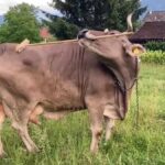 Η πρώτη καταγεγραμμένη χρήση εργαλείου από βοοειδές: Αγελάδα έπιασε σκούπα για να ξυστεί