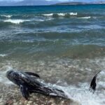 Νεκρό δελφίνι ξεβράστηκε στις ακτές της Κρήτης