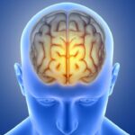 Επιστήμονες ανακάλυψαν ένα νέο «κέντρο καθαρισμού» μέσα στον ανθρώπινο εγκέφαλο