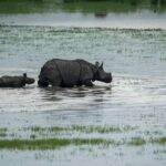 Ινδία: Μηδενικές λαθροθηρίες και σπάνιες επανεμφανίσεις ζώων μετά από 35 χρόνια