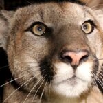 Πούμα σκότωσε πεζοπόρο στο Κολοράντο – Η πρώτη θανατηφόρα επίθεση μετά από 25 χρόνια