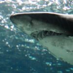 Λουτράκι: Kαρχαρίας βγήκε για… χειμερινή βόλτα στα ρηχά νερά παραλίας