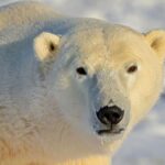 Πολική αρκούδα επιτέθηκε σε οικογένεια στη Σιβηρία: Τρεις τραυματίες – Ανάμεσά τους ένα παιδί