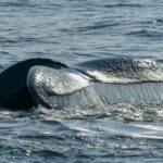 Κάλυμνος: Σπάνια φάλαινα έκανε την εμφάνισή της στον κόλπο των Αργινώντων