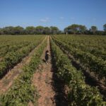 Γάλλοι παραγωγοί κονιάκ πληρώνουν να ξεριζώσουν τα αμπέλια – Μειώνεται η ζήτηση για το ποτό