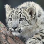 Λεοπάρδαλη του χιονιού επιτέθηκε σε σκιέρ που προσπάθησε να τη φωτογραφίσει