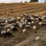 Νωρίτερα οι αιτήσεις για τις αποζημιώσεις κτηνοτρόφων λόγω ευλογιάς – Μέχρι πότε υποβάλλονται