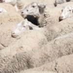 Ευλογιά αιγοπροβάτων: Ανοίγει νωρίτερα η πλατφόρμα αποζημιώσεων για κτηνοτρόφους – Πότε κλείνει