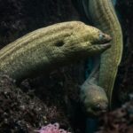 Ένα GPS 97 εκατ. ετών που καθοδηγούσε τα προϊστορικά ζώα ανακάλυψαν επιστήμονες