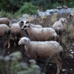 Ευλογιά των αιγοπροβάτων: Δύο συλλήψεις στη Λάρισα γιατί τα ζώα βοσκούσαν εκτός των στάβλων