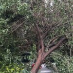 Θεσσαλονίκη: Πάνω από 15 κλήσεις στην Πυροσβεστική για πτώσεις δέντρων και αντικειμένων λόγω ανέμων