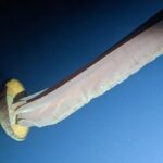 «Δεν μπορούσα να καταλάβω τι έβλεπα»: Πιλότος βαθυσκάφους συναντά έναν σπάνιο γίγαντα του ωκεανού