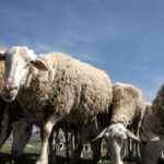 Θεσσαλονίκη: Άνδρας βοσκούσε ανεμβολίαστα πρόβατα – Φυλάκιση 6 μηνών σε 57χρονο